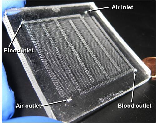 Microfluidic channels created with a stereolithography pattern are the key to a prototype artificial lung.  Source: Joseph Potkay