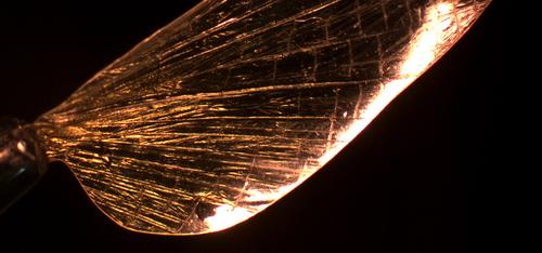 A biodegradable, biocompatible material that mimics the exoskeleton of insects has the strength and toughness of aluminum, but weighs half as much.
Source: Wyss Institute