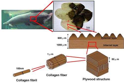 Arapaima gigas scales have a highly mineralized outside layer and an internal layer 
of collagen fibers stacked in a 'plywood' formation for maximum toughness. 
(Source: Jacobs School of Engineering, University of California, San Diego)
