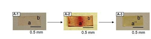 A new type of plastic that mimics human skin changes color first to show damage from cuts and scratches, then heals itself when exposed to light or changes in temperature or pH.
  (Source:  Professor Marek W. Urban, University of Mississippi)