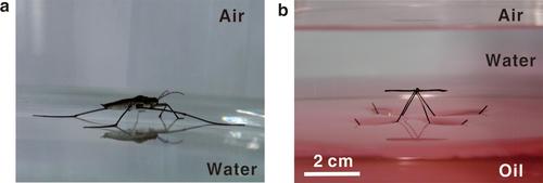 By imitating how a water strider insect (left) floats between air and water, researchers created a device (right) that floats between oil (pink) and water (colorless), aided by an oil-repellent copper oxide coating.   (Source: ACS Nano)