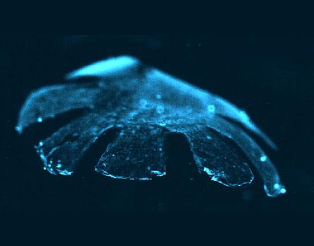Made of silicone and rat heart cells, the Medusoid engineered jellyfish's muscles contract like a real jellyfish when placed in liquid and shocked.   (Source: California Institute of Technology/Harvard University)