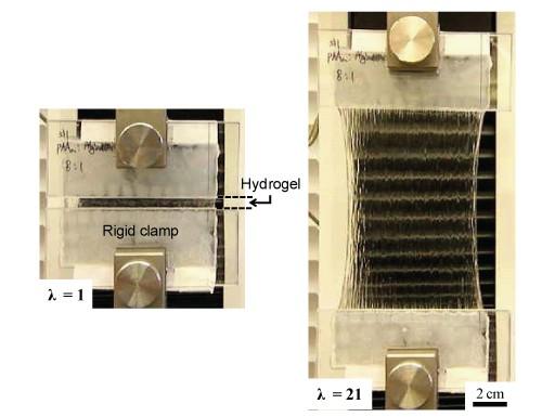 A new flexible, self-healing hydrogel that could replace cartilage can be stretched it to 21 times its length before breaking.   (Source: Jeong-Yun Sun/Harvard University)