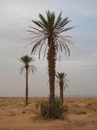 An extract of juice from the fruit of date palms like the ones shown here in Morocco could be used as the basis of a nontoxic anti-corrosive agent for aluminum alloys commonly used in aircraft structures. (Source: Wikimedia Commons/Erg Chebbi)