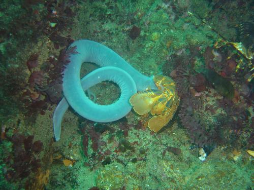 Researchers have discovered that the defensive slime exuded by hagfish may be a source of high-performance protein fibers that could replace petrochemical-based polymers, such as nylon and plastic fibers, and fabrics woven from them.   (Source: Wikimedia Commons/Peter Southwood)