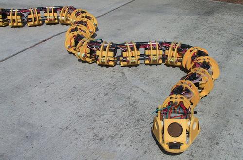 Dr. Gavin Miller designed snake robots like this one using his own funding. He wanted to find out how the highly variable methods snake use to navigate different types of terrain could be applied to robotics. The goal was to develop robots that could take samples, carry sensors, and even make physical changes in different environments, primarily as search-and-rescue aids. Unlike some other robots in this slideshow, Miller's are untethered, so they must carry their own computers and batteries, and they can be easily controlled remotely. SnakeRobots.com shows several generations of Miller's experiments, as well as simulations he developed to refine locomotion strategies. (Source: Gavin Miller/SnakeRobots.com)
