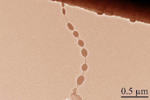 Tiny beads of silicon, grown on a tube 10,000 times thinner than a piece of paper, could store up to 10 times more lithium than graphite, a component of many commercial batteries. A team in the university's Nanocenter that included YuHuang Wang, an assistant professor in the Department of Chemistry and Biochemistry, have created the beads using a molecule found in food flavorings and a gas containing silicon.   (Source: University of Maryland Nanocenter)
