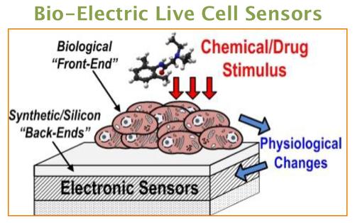 Living cells could be used as the front-ends for bio-electronic sensors that are more sensitive and lower power than electronics alone.
(Source: SRC)