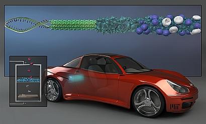 MIT researchers have found a way to improve the performance of lithium-air batteries -- which offer promise for eventual use in electric vehicles -- by fabricating the nanowires that form the batteries' cathodes using a genetically modified virus rather than by growing them through conventional chemical means. (See full-size image.)