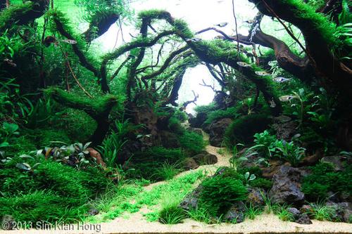 'Destiny' by Sim Klan Hong -- First-place winner of the 320Litre and larger devision of the AGA aquascaping contest 2013.