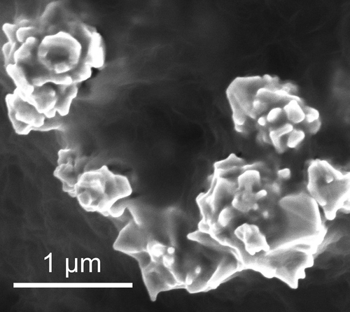 Nanoparticles of graphene-coated nickel. (Source: Stanford/Image: postdoctoral scholar Zheng Chen)