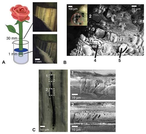A) Forming PEDOT-S:H wires in the xylem. A cut rose is immersed in PEDOT-S:H aqueous solution, and PEDOT-S:H is taken up and self-organizes along the xylem forming conducting wires. The optical micrographs show the wires 1 and 30 mm above the bottom of the stem (bark and phloem were peeled off to reveal the xylem).
B) Scanning electron microscopy (SEM) image of the cross section of a freeze-dried rose stem showing the xylem (1 to 5) filled with PEDOT-S:H. The inset shows the corresponding optical micrograph, where the filled xylem has the distinctive dark blue color of PEDOT.
C) SEM images (with corresponding micrograph on the left) of the xylem of a freeze-dried stem, which shows a hydrogel-like PEDOT-S structure.
Source: Science Advances