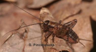  CEA-Leti: What Crickets Can Teach Us