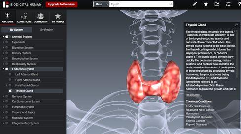 Biodigital's 3D atlas of the human body.