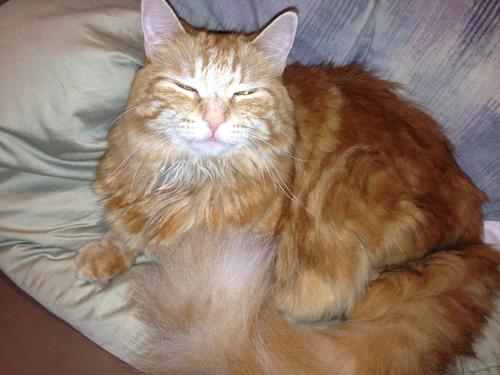 Japanese police are trying to catch an elusive hacker, who is terrorizing the nation with a computer virus, bomb threats, and riddles. This hacker even attached a memory card to a stray cat's collar. After months of taunting, authorities and journalists remain clueless. They don't even know the hacker's gender, according to Wired UK.