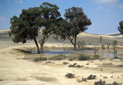 If finding the right marketing mix is like looking for an oasis in the desert, then how can IT help?