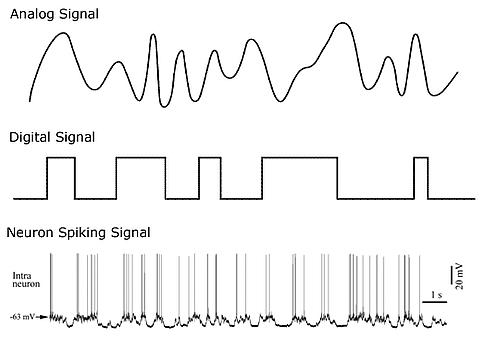 Analog, digital, and neuron spiking signals (source:Quora)